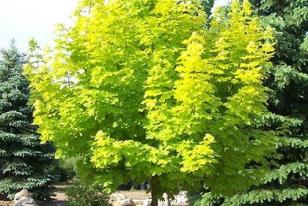 Acer platanoides 'Princeton Gold' 