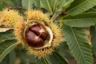 Castanea sativa