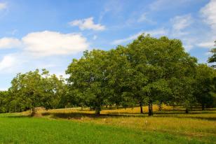 Juglans regia