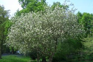 Malus sylvestris 