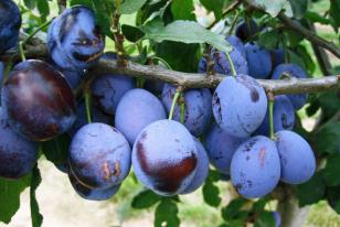 Prunus domestica 'Elena'