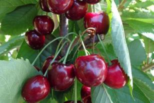 Prunus avium 'Hedelfingenská'