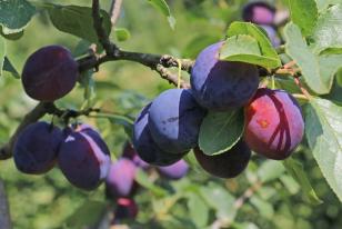 Prunus domestica 'Tegera'