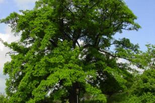 Sorbus domestica 