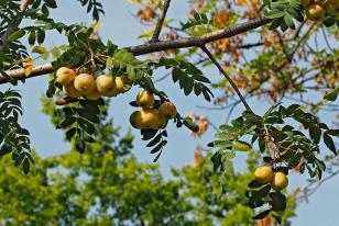 Sorbus domestica