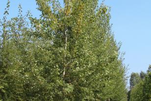 Populus tremula