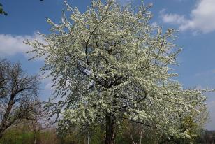 Prunus avium