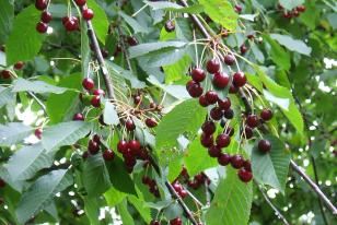 Prunus avium