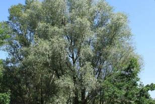 Salix alba