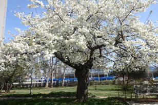 Prunus serrulata SHIROTAE