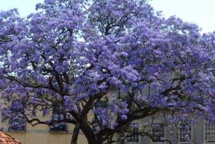 Paulownia tomentosa