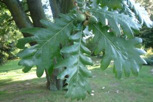 Quercus frainetto