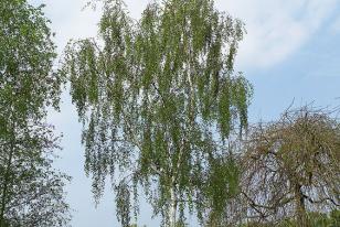 Betula pendula