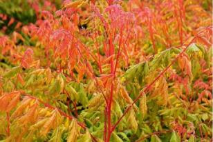 Koelreuteria paniculata Coral Sun