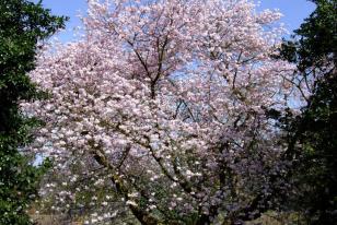 Prunus sargentii