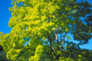 Robinia pseudoacacia Frisia