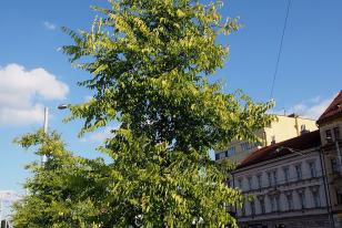 Celtis occidentalis