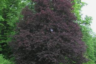 Fagus sylvatica Riversii