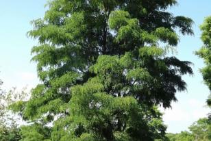 Robinia pseudoacacia Rozynskiana