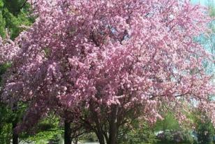 Prunus cerasifera Thundercloud