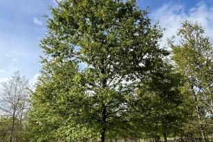 Quercus cerris