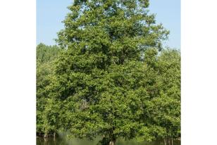 Alnus glutinosa