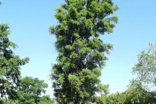 Robinia pseudoacacia 