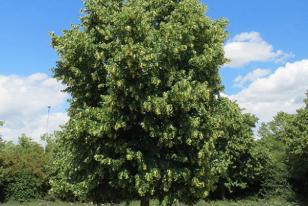 Tilia cordata