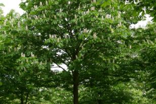 Aesculus hippocastanum