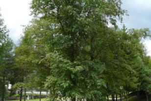 Alnus incana