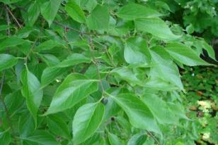 Celtis occidentalis