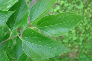 Celtis occidentalis2