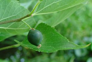 Celtis occidentalis3