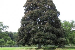 Acer pseudoplatanus ˝Atropurpureum˝