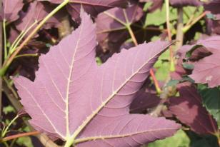 Acer pseudoplatanus ˝Atropurpureum˝ 