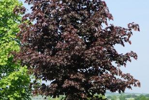 Acer platanoides ˝Royal Red˝