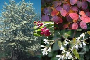 Amelanchier arborea ˝Robin Hill˝