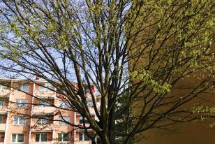 Carpinus betulus