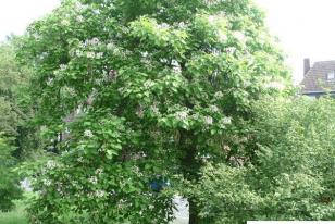 Catalpa bignonioides