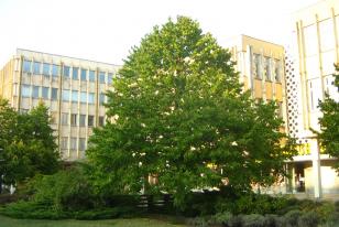 Corylus colurna