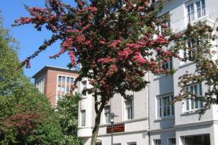 Crataegus laevigata ˝Paul's Scarlet˝