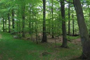 Fagus sylvatica
