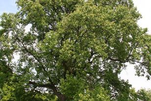 Liriodendron tulipifera