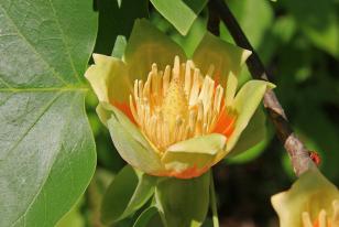 Liriodendron tulipifera