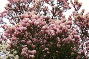 Magnolia x soulangeana ˝Alexandrina˝