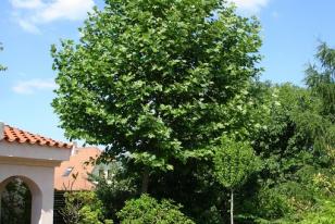 Platanus hispanica