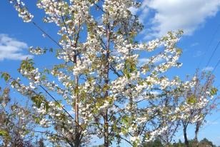 Prunus avium ˝Plena˝