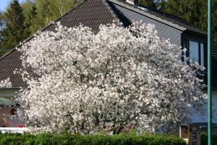 Amelanchier lamarckii