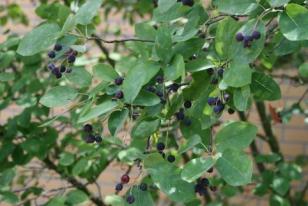 Amelanchier lamarckii