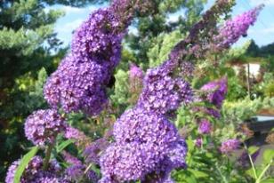 Buddleja davidii ˝Orchid Beauty˝